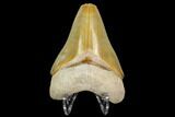 Serrated, Fossil Megalodon Tooth - Florida #122553-2